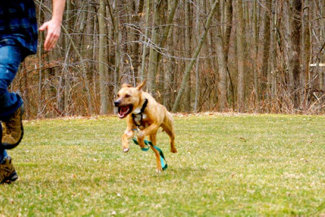 Did You Dream About…Being Chased by an Animal