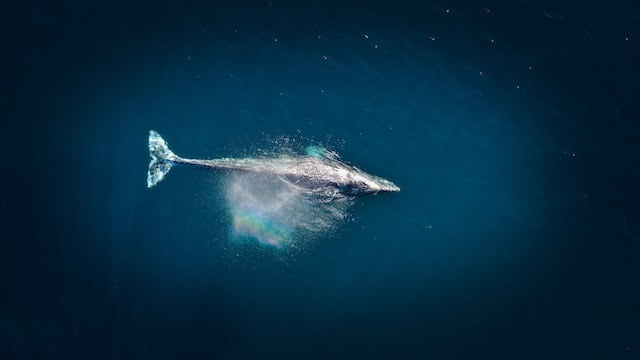 Gray Whale