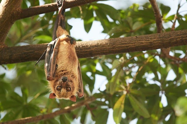 A Bit of Context Into… Dreams About Bats