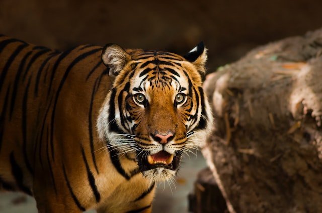 Bengal Tiger
