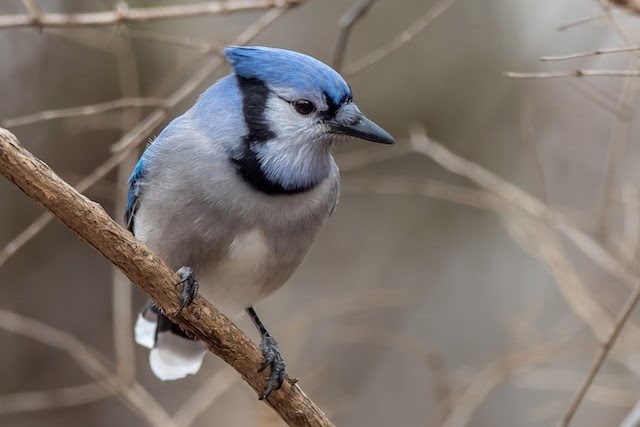 Bird The Religious Meaning