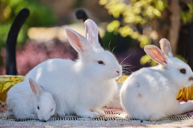 Did You Dream About… Baby Rabbits