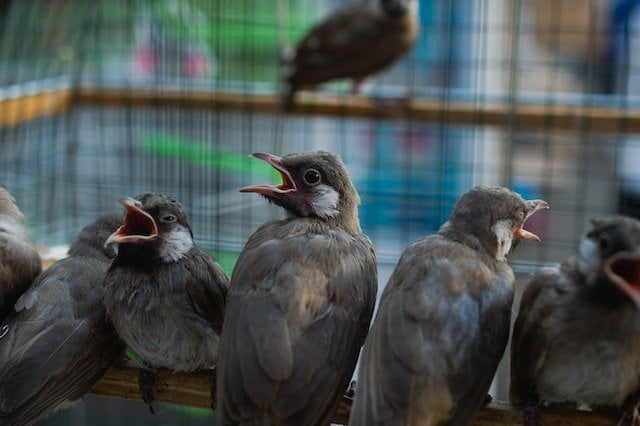 Did You Dream About… Birds Chirping