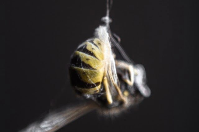 Did You Dream About… Dead Wasp