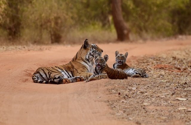 Did You Dream About… Tiger Cubs