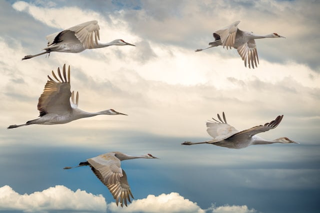 Did You Dream About… a Bird Flying