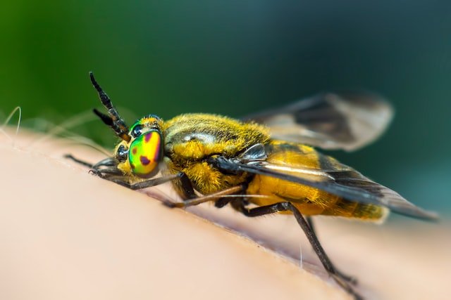 Did You Dream About… a Wasp Stinging