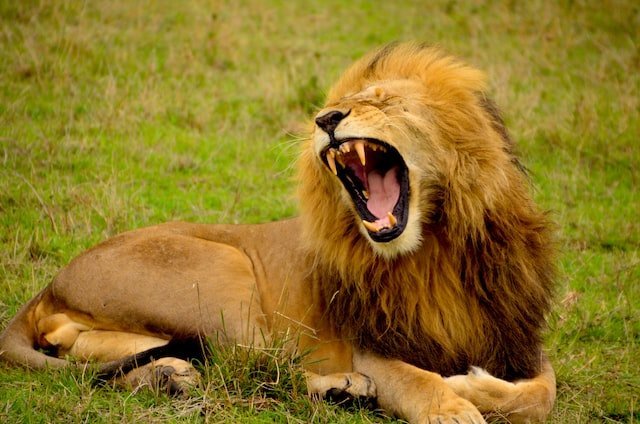 Did You Dream About… A Roaring Lion