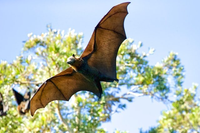 Did You Dream About… Bat Wings