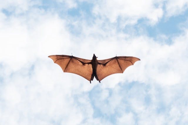 Did You Dream About… Bats Flying