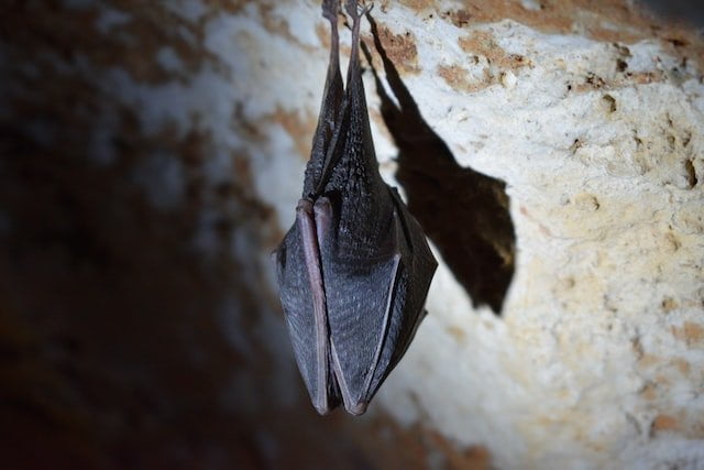 Did You Dream About… Sleeping Bats