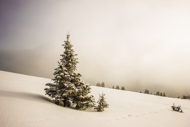 Did You Dream About… Snowy Landscapes