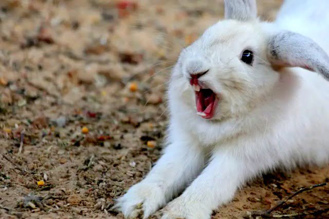 Did You Dream About… a Rabbit Attacking