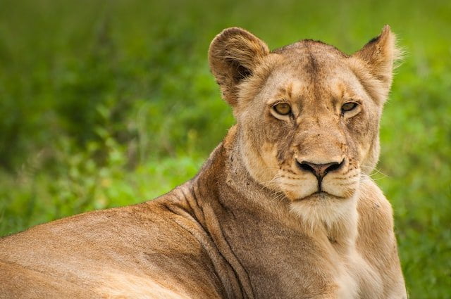 Female Lion