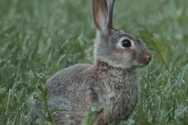 Grey Rabbit