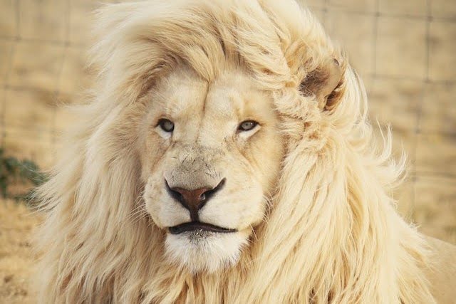 Lion The Religious Meaning