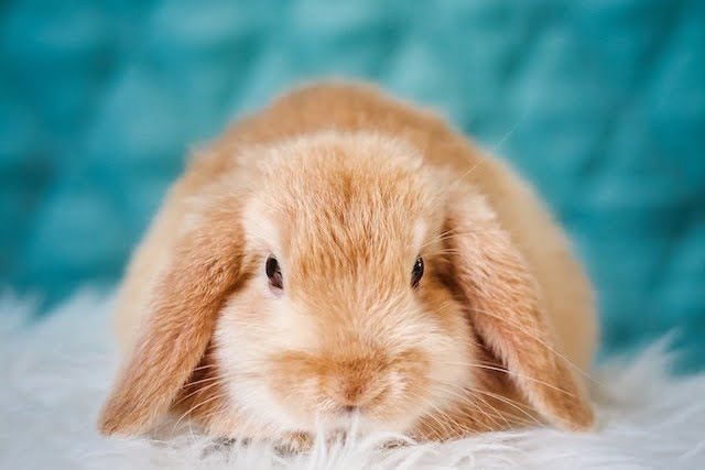 Pet Rabbit