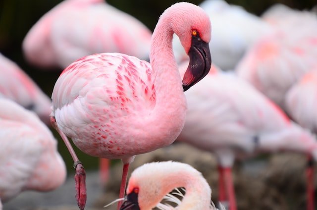 Pink Birds