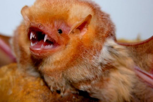 Red Bat