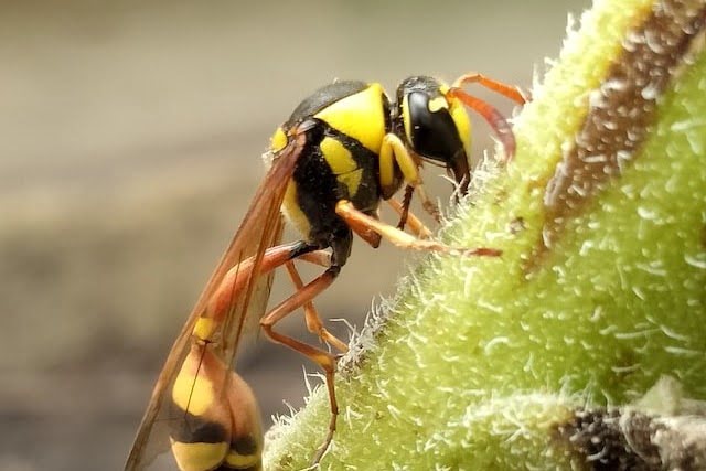 Wasp Negative Dreams
