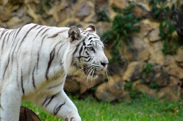White Tiger