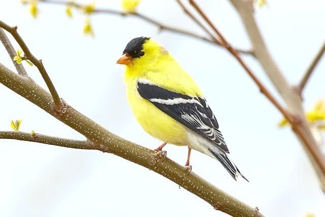 Yellow Birds