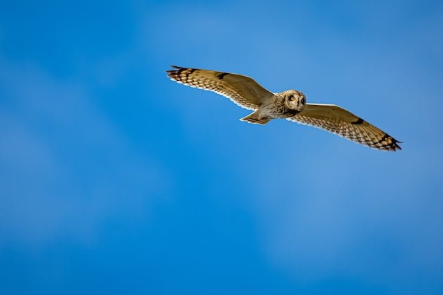 Are You… Dreaming About a Flying Owl
