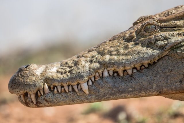 Are You… Dreaming About a Wild Crocodile