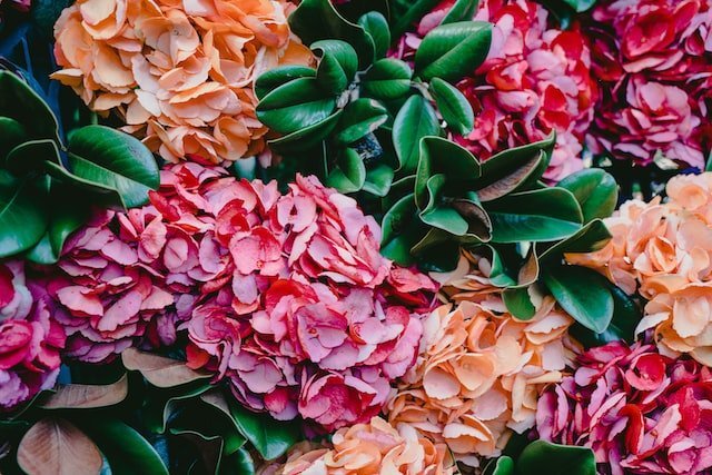 Are You… Dreaming of Painted Flowers