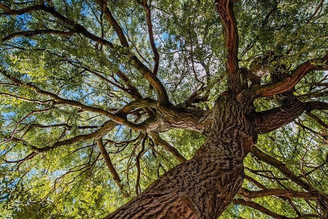 Are You… Dreaming of Tree Branches