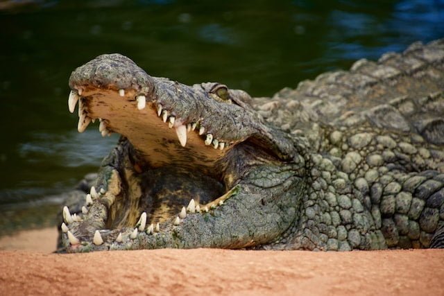 Are You… Dreaming of a Crocodile Attack