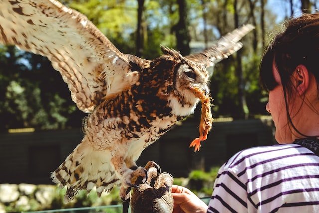 Are You… Dreaming of an Owl Eating