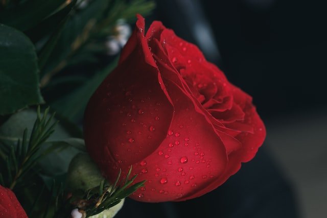 Did You… Dream About Red Roses