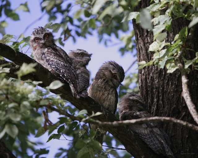 Did You… Dream About a Baby Owl