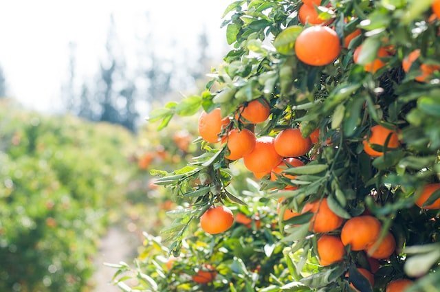 Did You… Dream About a Fruit Tree
