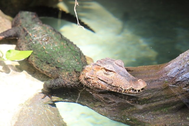 Did You… Dream About a Small Crocodile