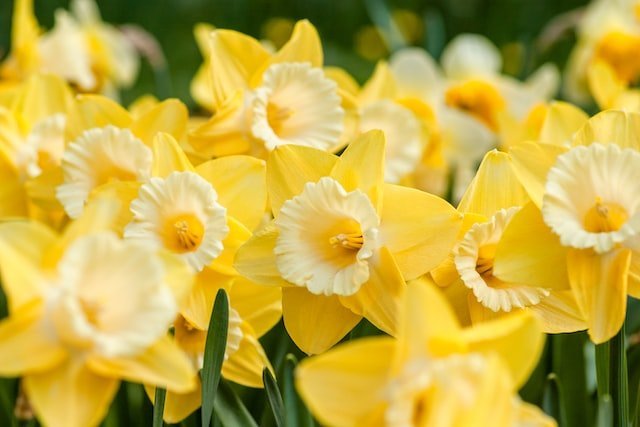 Did You… Dream of Yellow Flowers