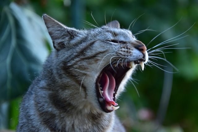 Did You Dream About… Aggressive Cats