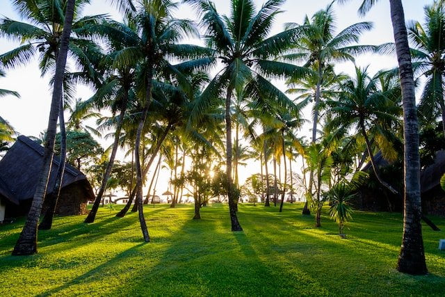 Did You… Dream About a Coconut Tree